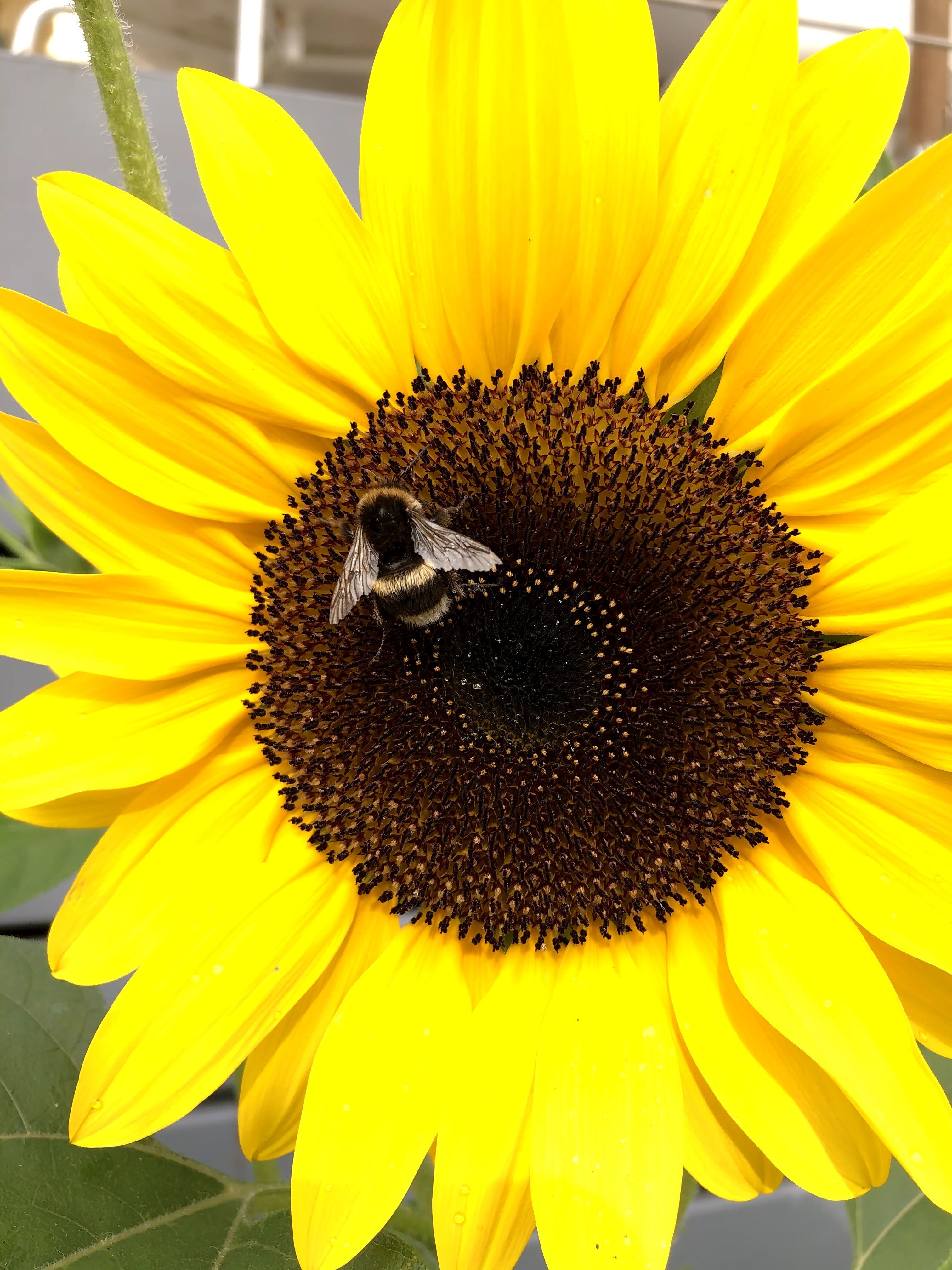 Pollination