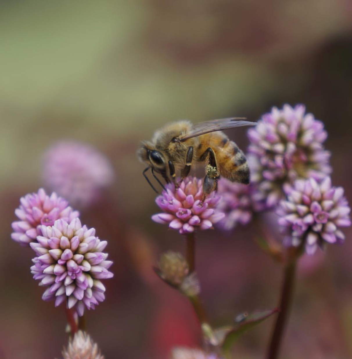 Bees