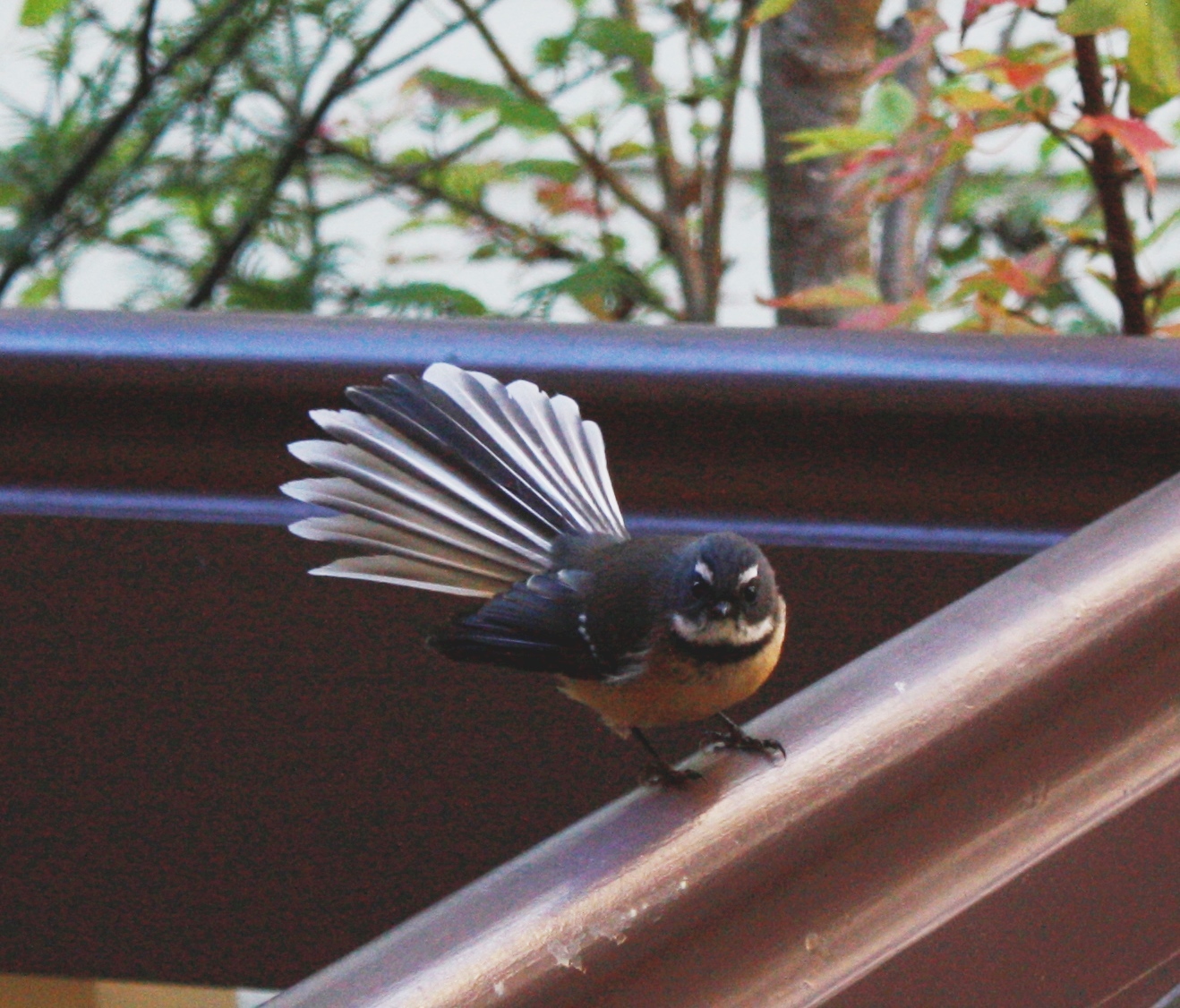 Fantail