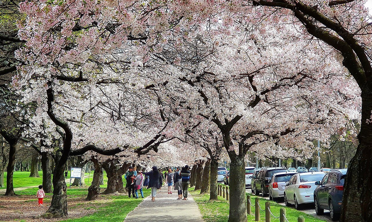 North Hagley Park cherry blossoms