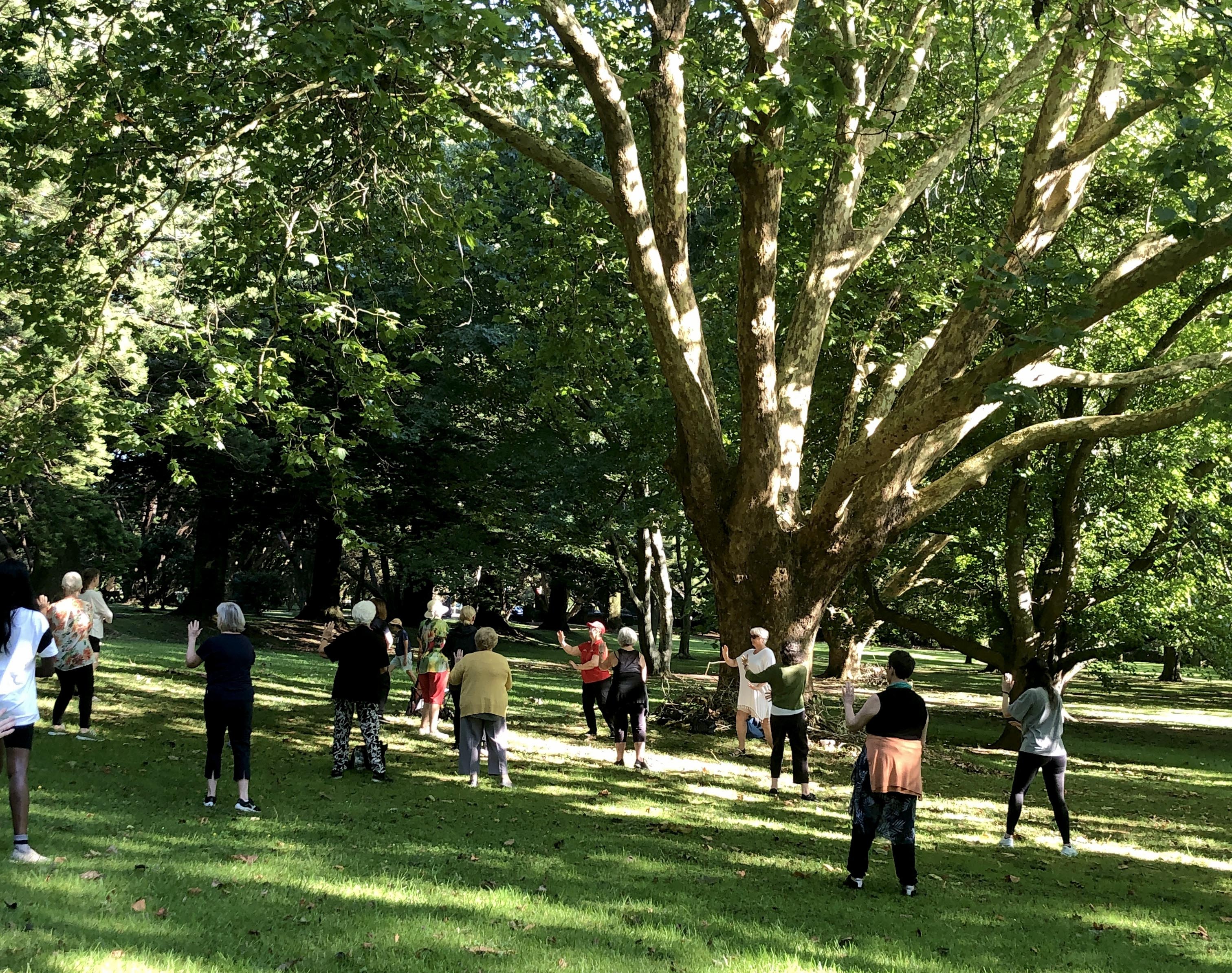 Tai chi under the canopy at Cornwall Park 2025