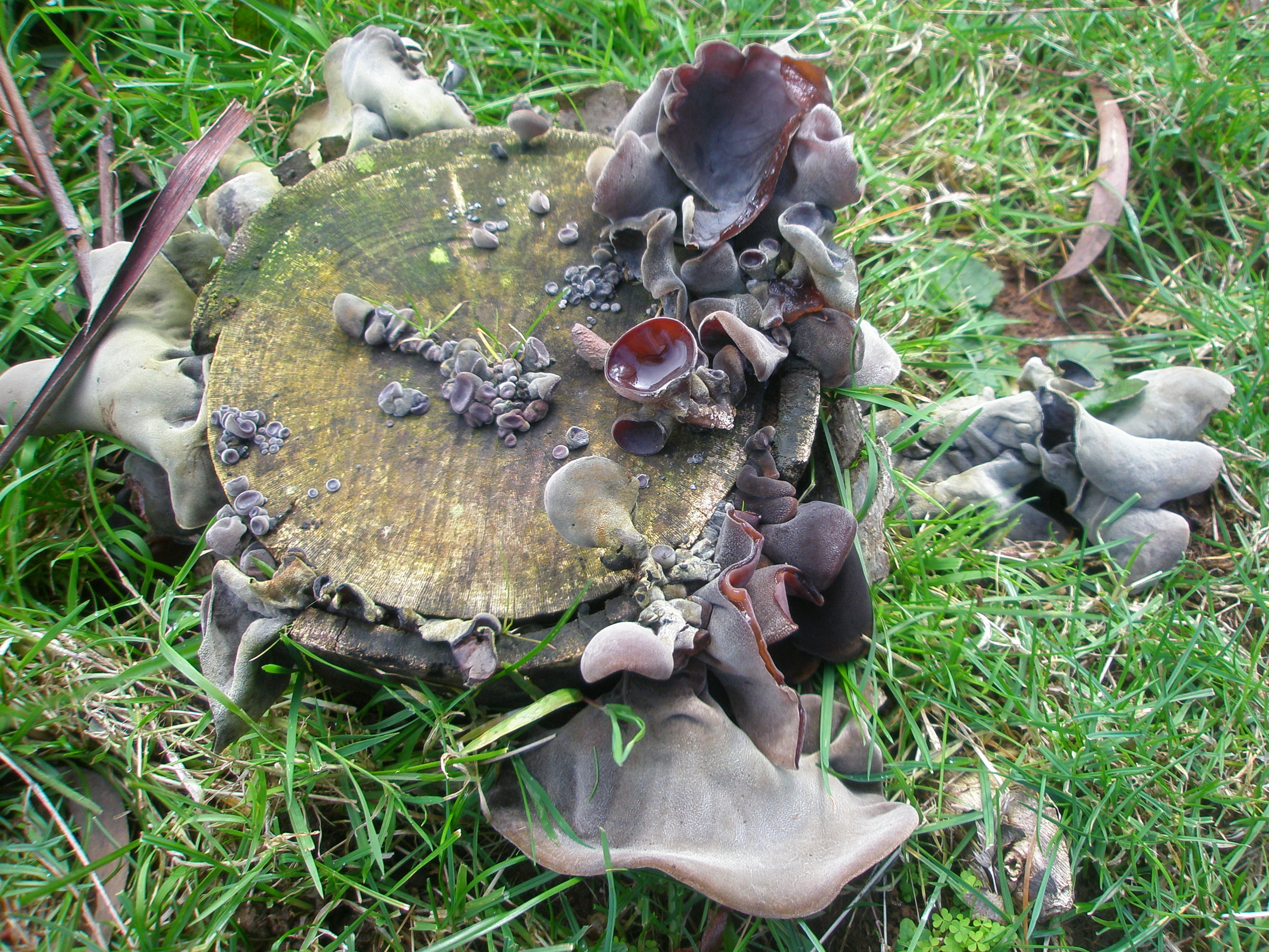 Wood Ear (Auricularia cornea)