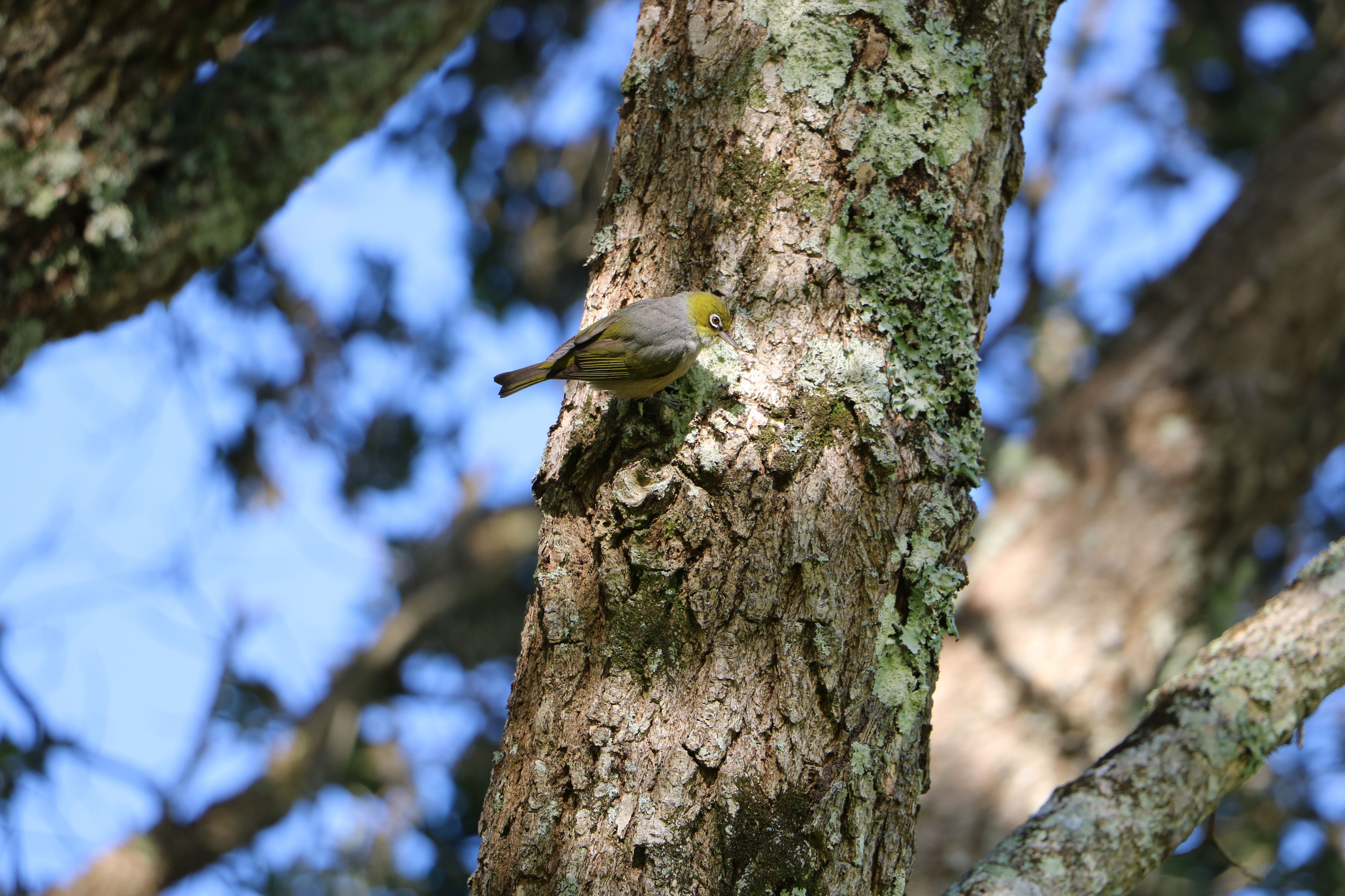 bIRD SURVEY